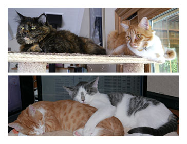 Our Four Cats