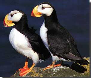 Horned puffins.