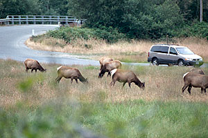 Herd of Roosevelt Elk.