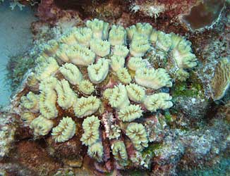 Flower coral.