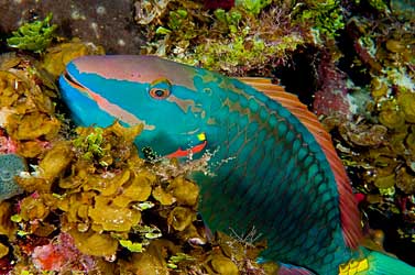 Green parrotfish.