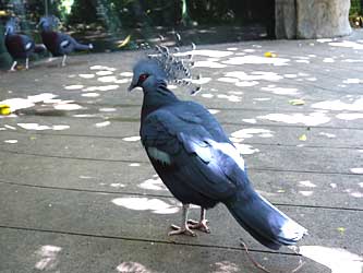 Crowned pigeon.