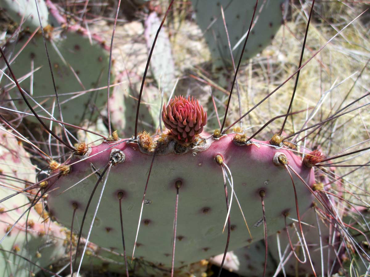 Cactus bud.
