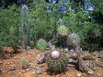 Interesting cactus.